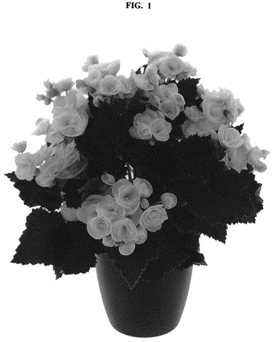 Figure 1 of US plant patent PP32328, the photograph of KRSWEWH01 printed in the patent.