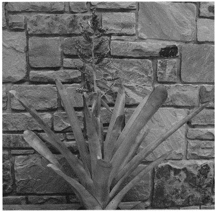 Figure 1 of US plant patent PP32329, the photograph of Pink Tango printed in the patent.