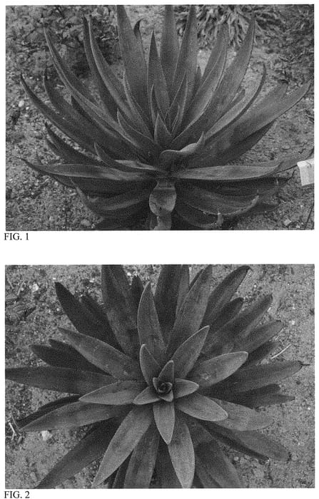 Figure 1 of US plant patent PP32330, the photograph of Desert Dawn printed in the patent.