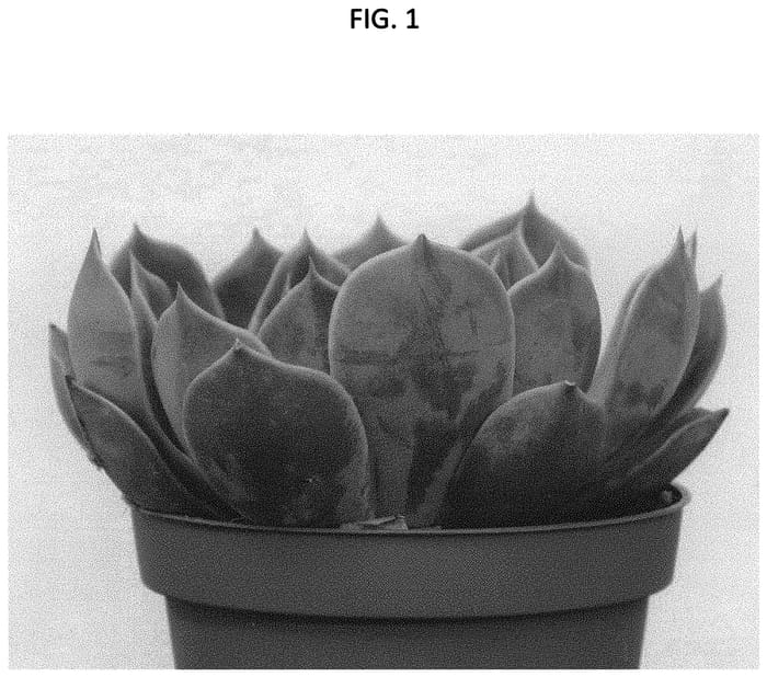 Figure 1 of US plant patent PP32331, the photograph of TSAECH1812 printed in the patent.