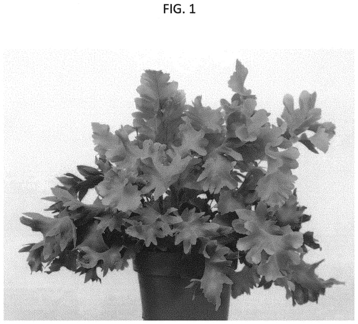 Figure 1 of US plant patent PP32332, the photograph of RAADPHLE01 printed in the patent.