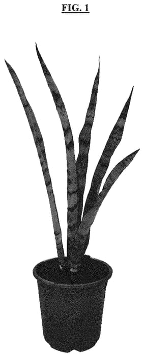 Figure 1 of US plant patent PP32333, the photograph of Spearmint printed in the patent.