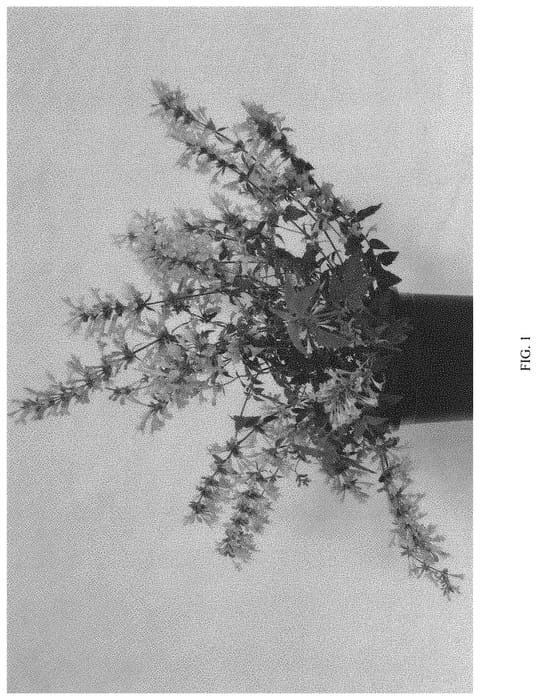 Figure 1 of US plant patent PP32334, the photograph of ASUOR03-0 printed in the patent.