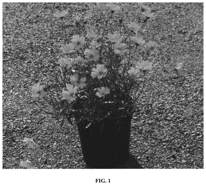 Figure 1 of US plant patent PP32336, the photograph of Goldilocks printed in the patent.