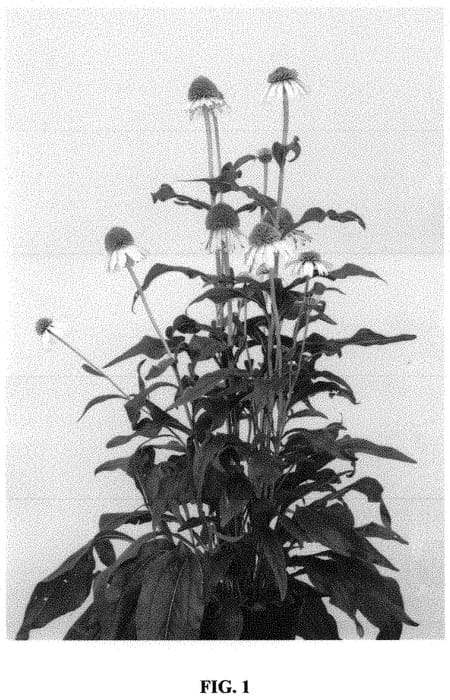 Figure 1 of US plant patent PP32337, the photograph of Strawberry and Cream printed in the patent.