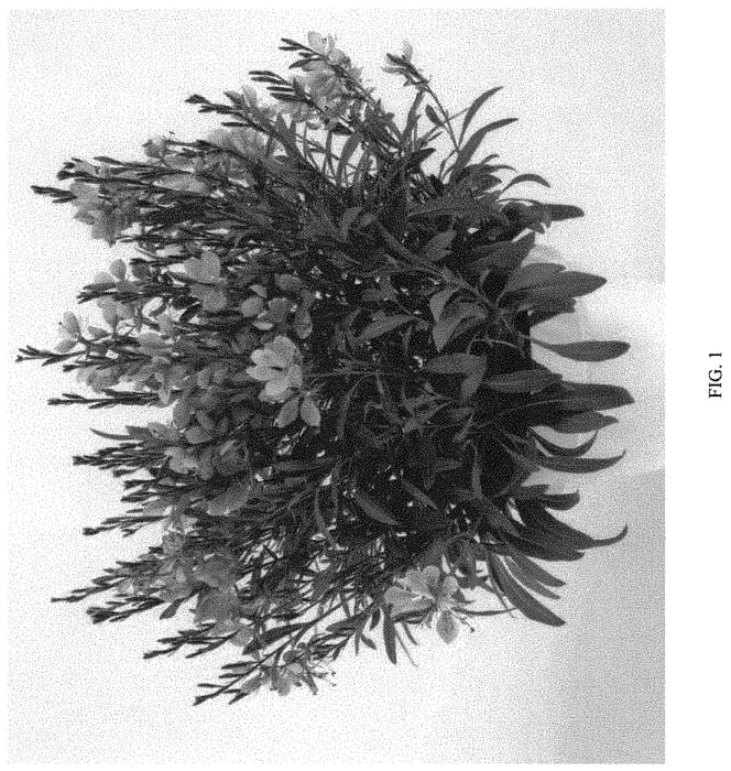 Figure 1 of US plant patent PP32338, the photograph of DGASTEFDR printed in the patent.