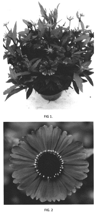 Figure 1 of US plant patent PP32339, the photograph of HEMZ0005 printed in the patent.
