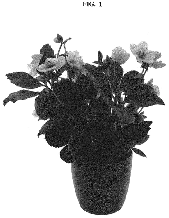 Figure 1 of US plant patent PP32340, the photograph of COSEH 5900 printed in the patent.