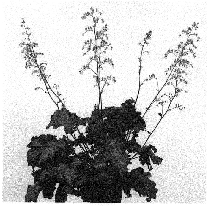 Figure 1 of US plant patent PP32341, the photograph of IFHERB printed in the patent.