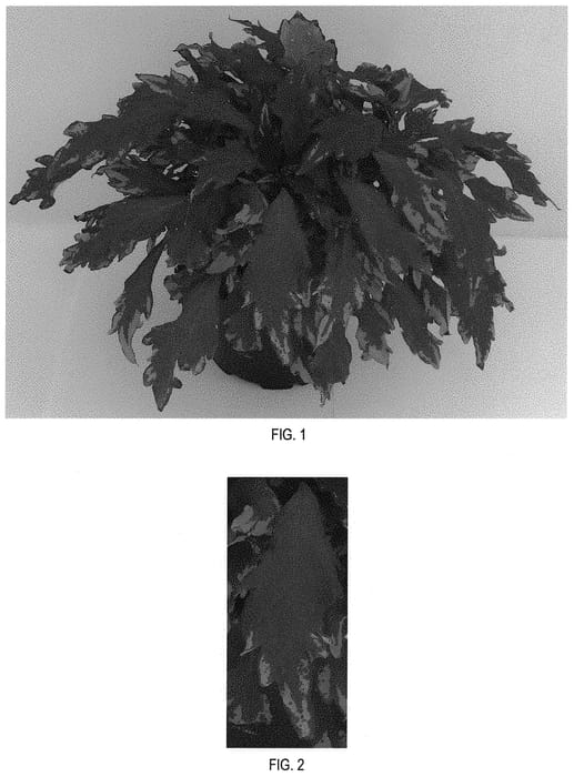 Figure 1 of US plant patent PP32342, the photograph of Balflamsira printed in the patent.