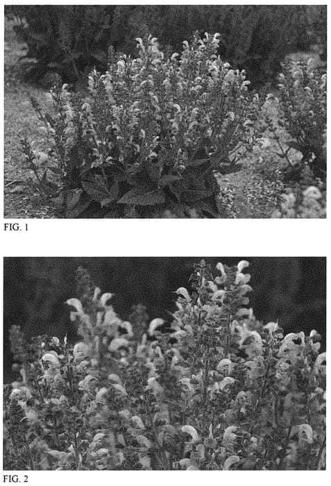 Figure 1 of US plant patent PP32343, the photograph of Lilac Lipstick printed in the patent.