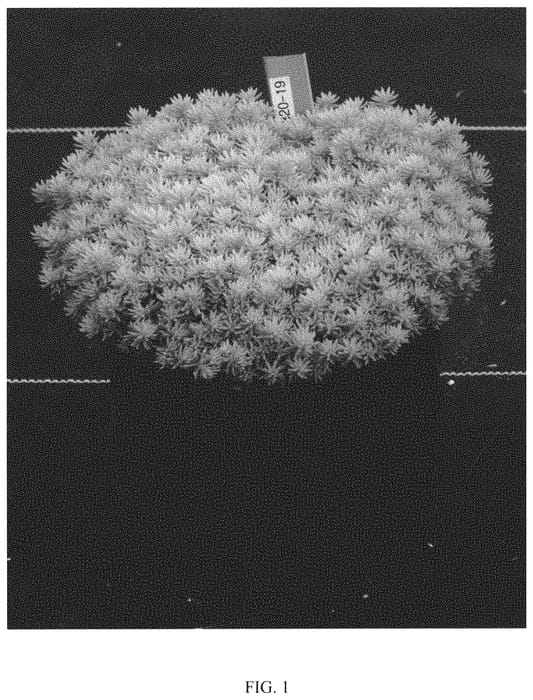 Figure 1 of US plant patent PP32344, the photograph of Angelina's Teacup printed in the patent.