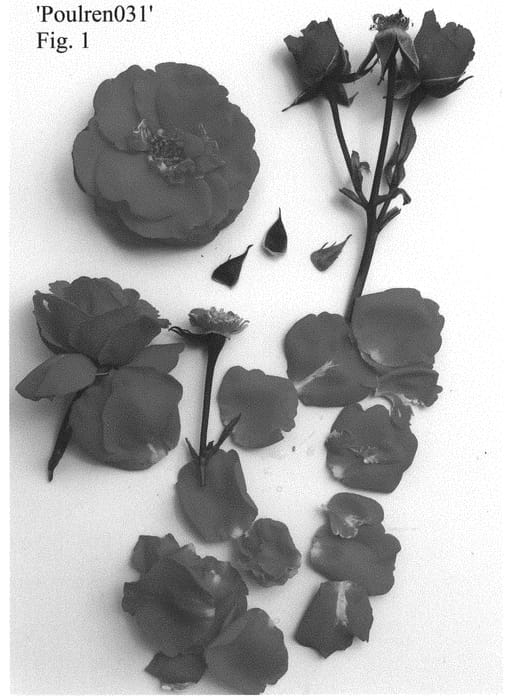Figure 1 of US plant patent PP32345, the photograph of Poulren031 printed in the patent.