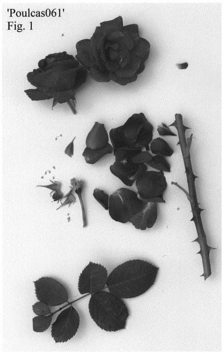 Figure 1 of US plant patent PP32346, the photograph of Poulcas061 printed in the patent.