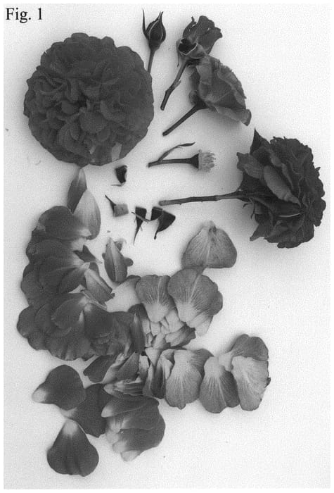 Figure 1 of US plant patent PP32347, the photograph of Poulcas063 printed in the patent.