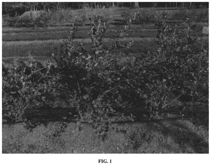 Figure 1 of US plant patent PP32348, the photograph of ZF08-029 printed in the patent.