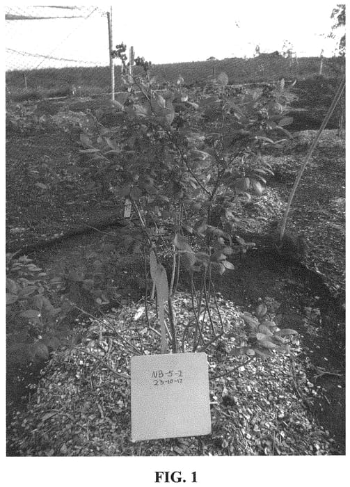 Figure 1 of US plant patent PP32349, the photograph of MG09768-05-002 printed in the patent.