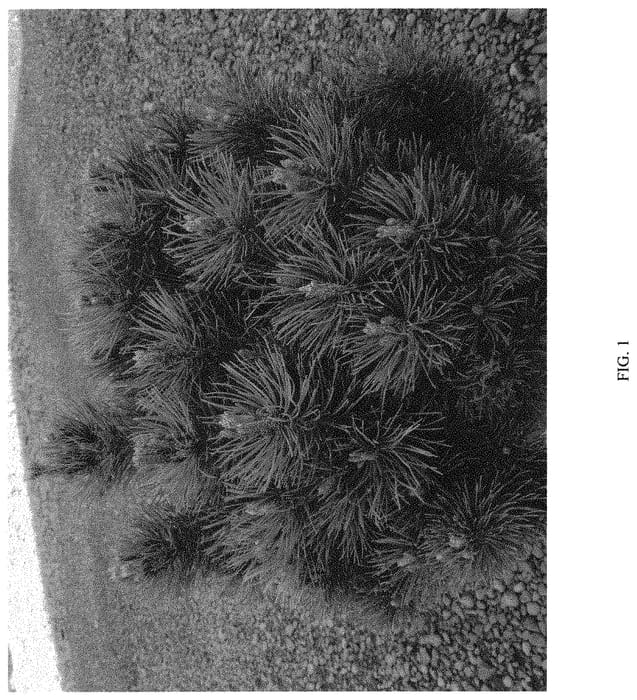 Figure 1 of US plant patent PP32350, the photograph of MonJaw printed in the patent.