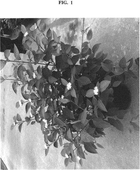 Figure 1 of US plant patent PP32351, the photograph of SMNCSBD printed in the patent.