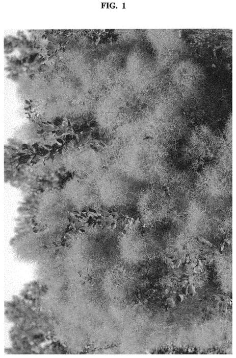 Figure 1 of US plant patent PP32352, the photograph of SMNCCPP3 printed in the patent.