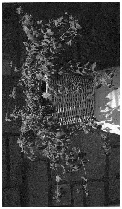 Figure 1 of US plant patent PP32353, the photograph of TSF002 printed in the patent.