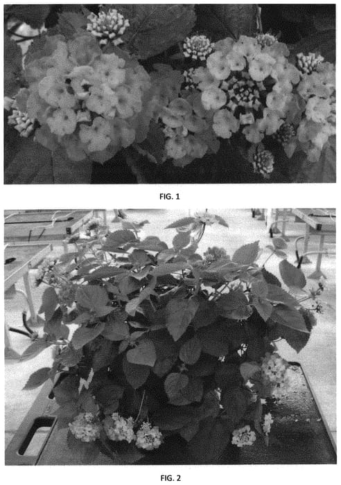Figure 1 of US plant patent PP32354, the photograph of LANZ0023 printed in the patent.
