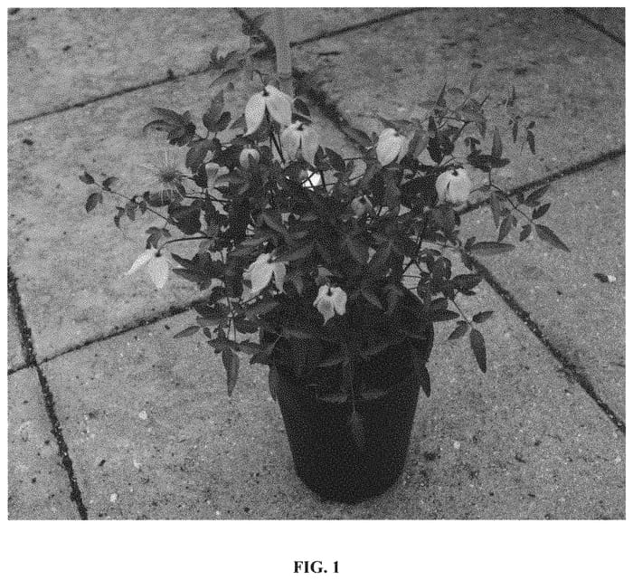 Figure 1 of US plant patent PP32355, the photograph of Zo14100 printed in the patent.