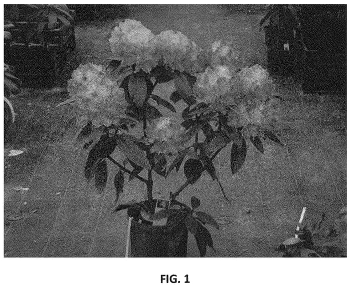 Figure 1 of US plant patent PP32356, the photograph of Triton printed in the patent.
