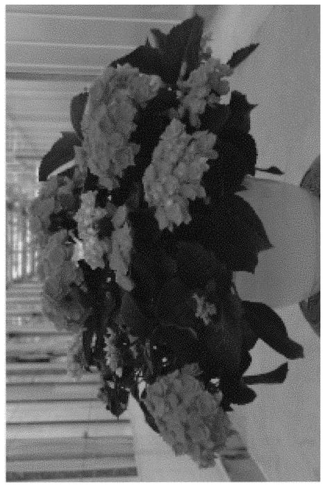 Figure 1 of US plant patent PP32357, the photograph of H218920 printed in the patent.
