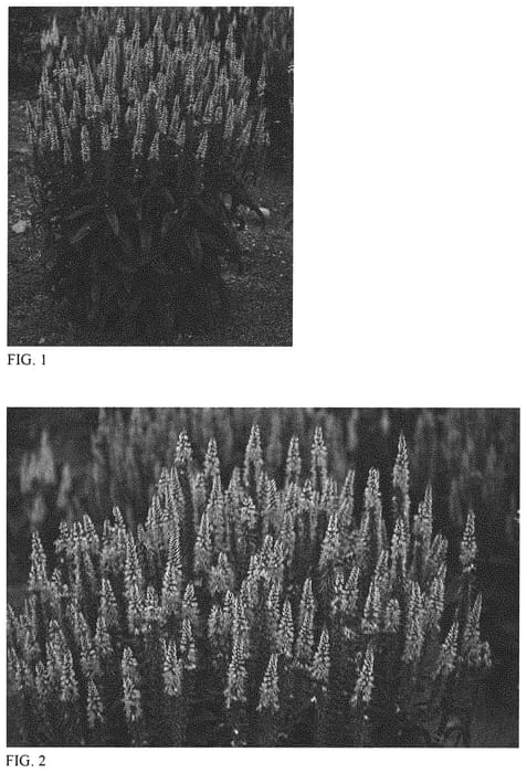 Figure 1 of US plant patent PP32359, the photograph of Lavender Lightsaber printed in the patent.