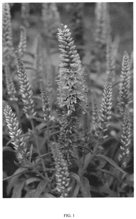 Figure 1 of US plant patent PP32360, the photograph of PINK PASSION printed in the patent.