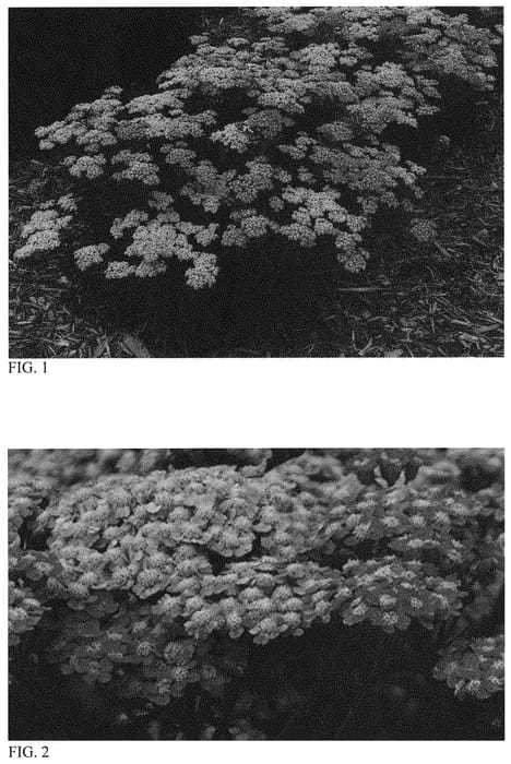 Figure 1 of US plant patent PP32361, the photograph of Firefly Amethyst printed in the patent.