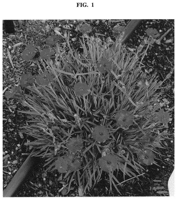 Figure 1 of US plant patent PP32362, the photograph of KonD1335K1 printed in the patent.
