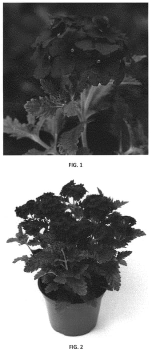 Figure 1 of US plant patent PP32363, the photograph of VEAZ0059 printed in the patent.