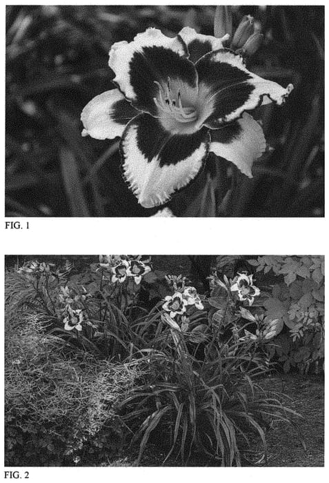 Figure 1 of US plant patent PP32364, the photograph of Inkheart printed in the patent.