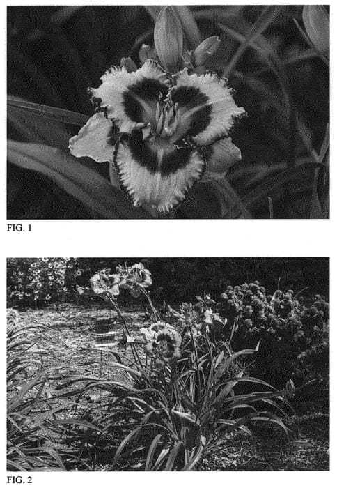 Figure 1 of US plant patent PP32365, the photograph of Hungry Eyes printed in the patent.