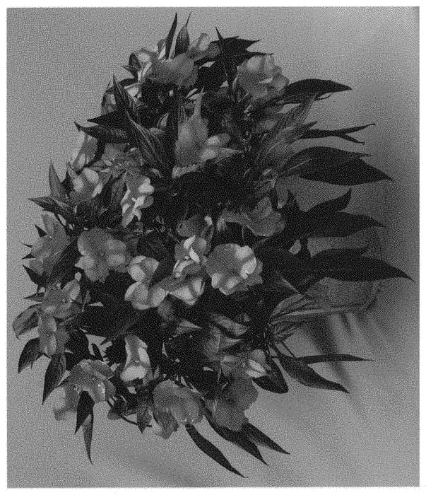 Figure 1 of US plant patent PP32366, the photograph of DONGITARESTAR printed in the patent.