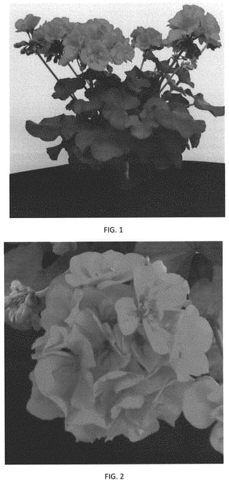 Figure 1 of US plant patent PP32367, the photograph of PEQZ0049 printed in the patent.
