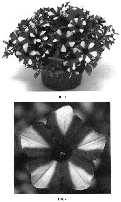 Figure 1 of US plant patent PP32368, the photograph of PEHY0044 printed in the patent.