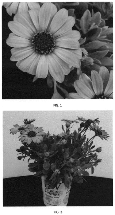Figure 1 of US plant patent PP32369, the photograph of OSTZ0012 printed in the patent.