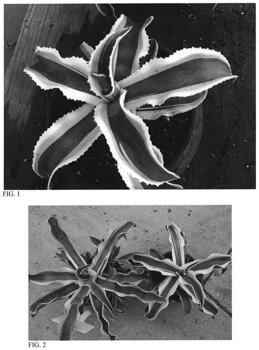 Figure 1 of US plant patent PP32370, the photograph of Blue Ivory printed in the patent.