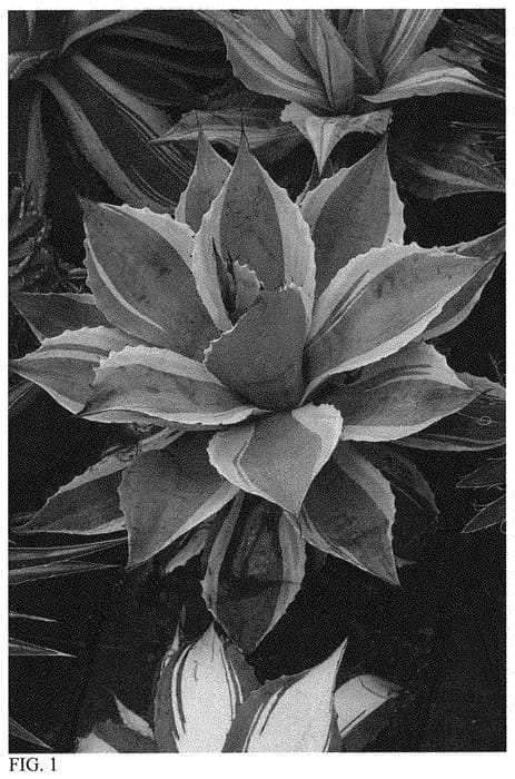 Figure 1 of US plant patent PP32371, the photograph of Jack Frost printed in the patent.