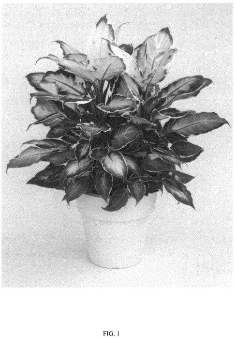 Figure 1 of US plant patent PP32372, the photograph of COOL BEAUTY printed in the patent.
