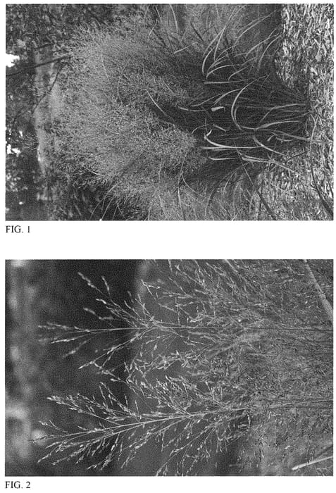 Figure 1 of US plant patent PP32373, the photograph of Gunsmoke printed in the patent.