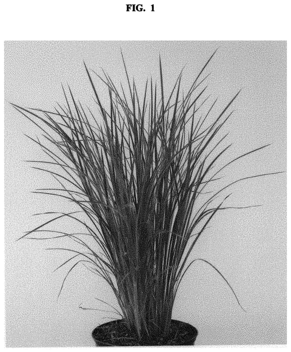Figure 1 of US plant patent PP32374, the photograph of Ha Ha Tonka printed in the patent.