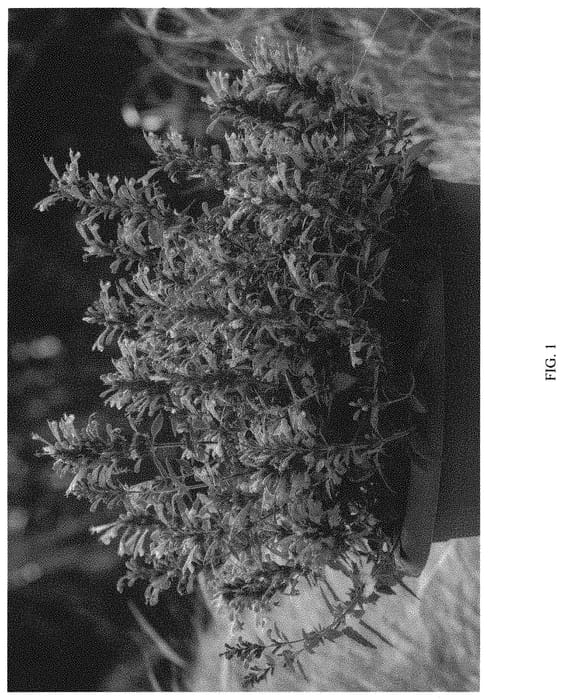 Figure 1 of US plant patent PP32375, the photograph of ASUMO02-0 printed in the patent.