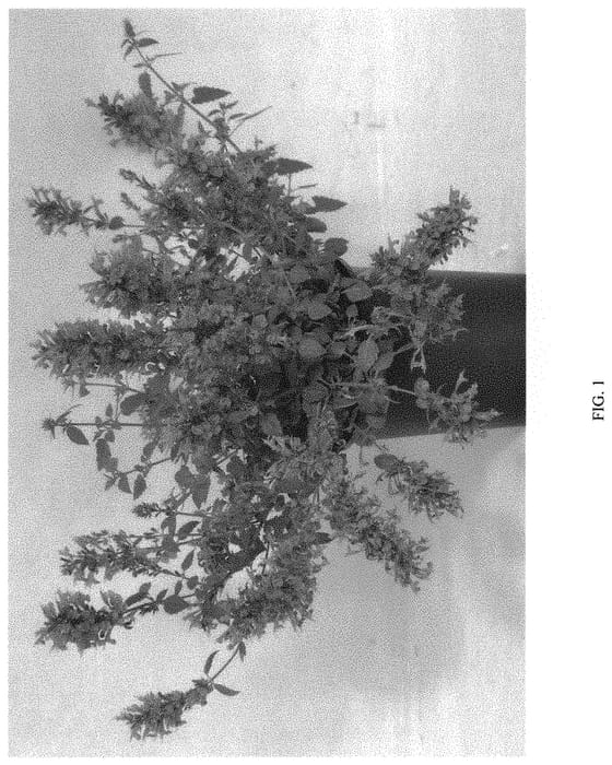 Figure 1 of US plant patent PP32376, the photograph of ASUBL01-0 printed in the patent.