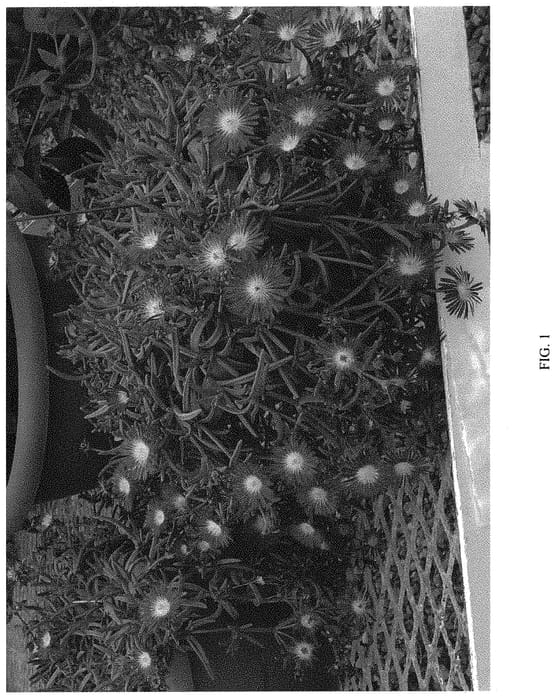 Figure 1 of US plant patent PP32377, the photograph of DDLRE03-0 printed in the patent.