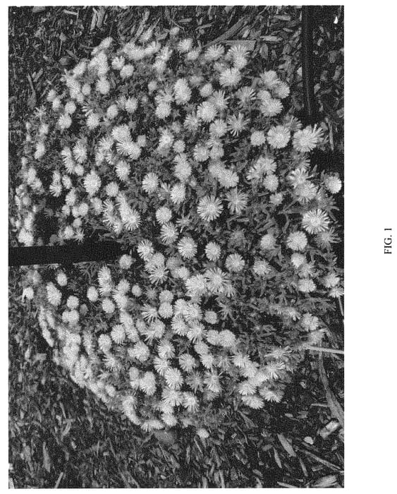 Figure 1 of US plant patent PP32378, the photograph of DDDYE04-0 printed in the patent.