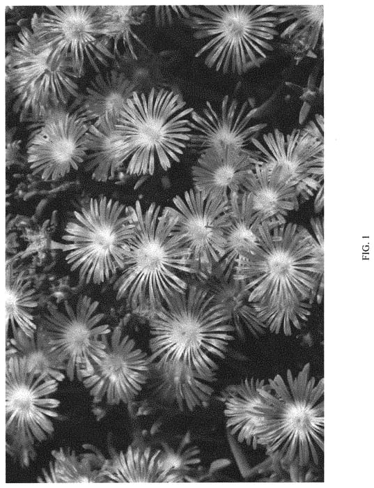 Figure 1 of US plant patent PP32379, the photograph of DDLPI02-0 printed in the patent.